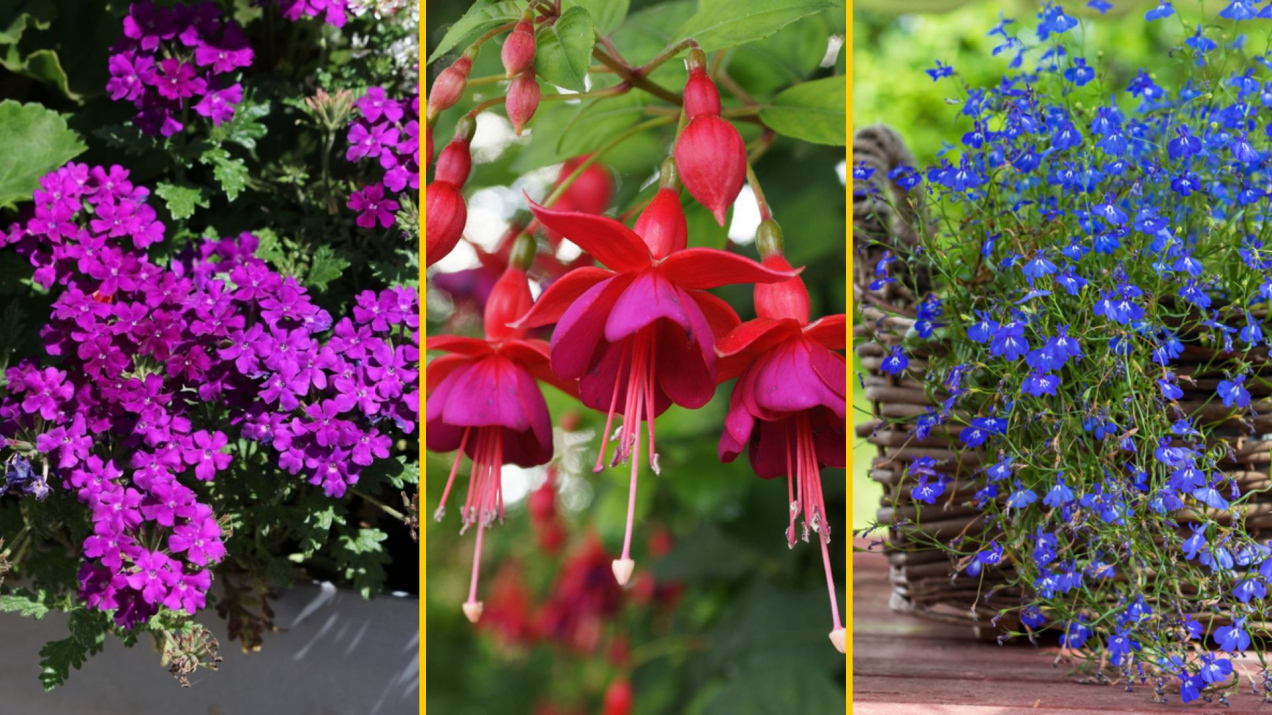 Kwiaty balkonowe zwisające lubiące słońce. 11..