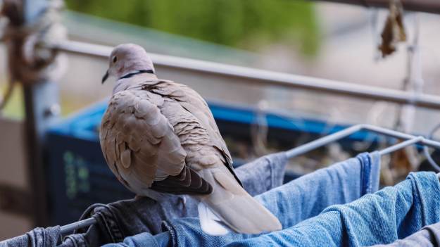 Najtańszy sposób na gołębie na balkonie. 10..