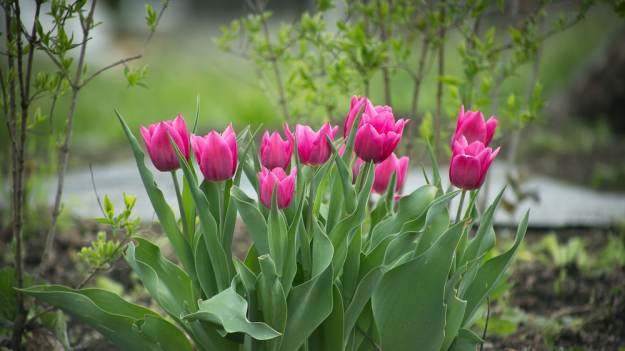 5 powodów, dlaczego twoje tulipany nie kwitną...