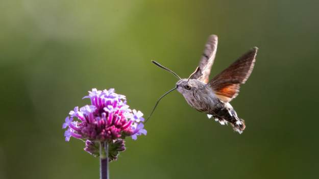 Na pierwszy rzut oka może przestraszyć. Czym jest..