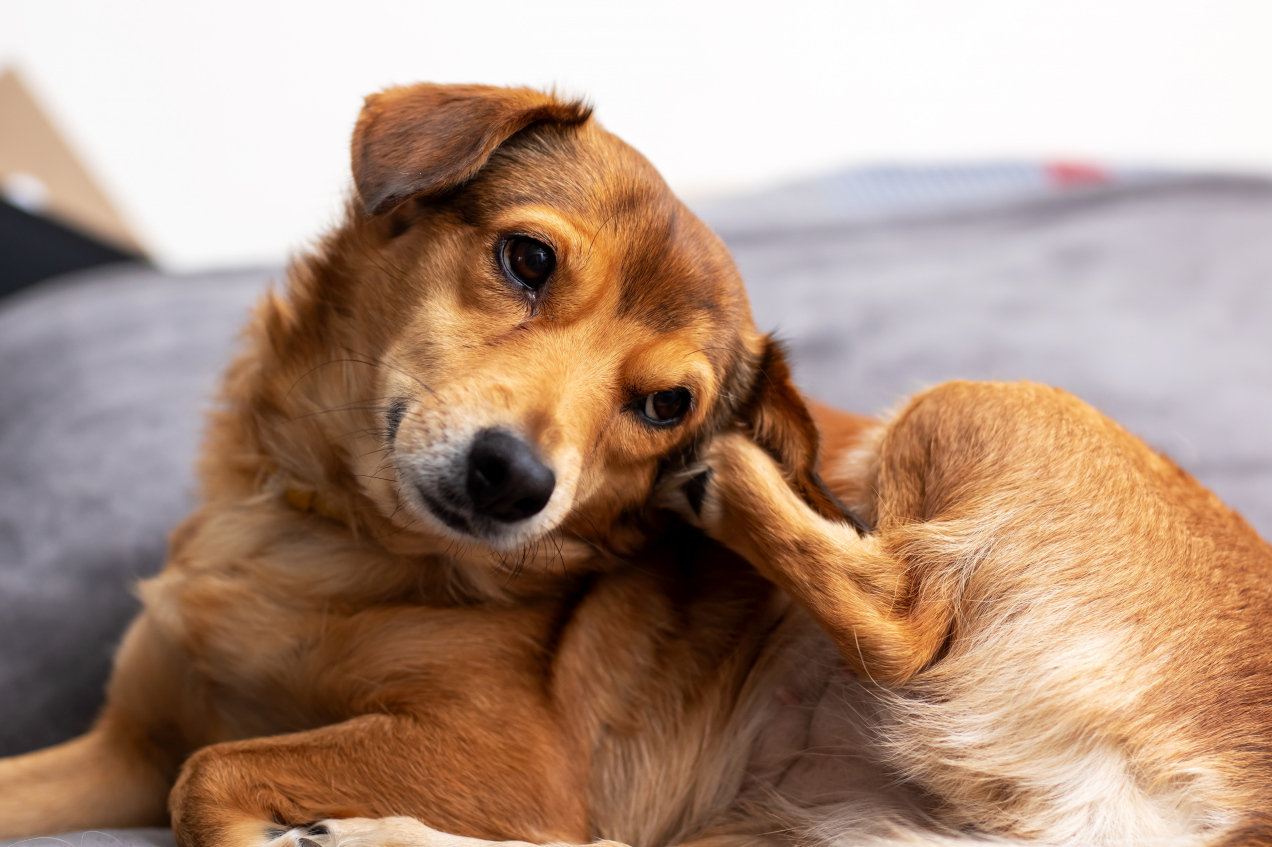 Właścicielu, twój pies zachowuje się w ten..